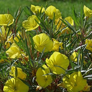 Oenothera macrocarpa / Dwarf Evening Primrose / Ozark Sundrops / Seeds