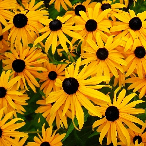 Rudbeckia hirta 'Marmalade' / Half Hardy Annual / Seeds