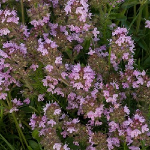 Thymus serpyllum / Creeping Thyme / Seeds