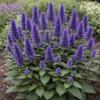 Agastache rugosa ‘Liquorice Blue’ / Anise Hyssop / Seeds