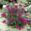 Aubrieta 'Red Cascade' / Rock Cress / Seeds