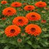 Calendula officinalis 'Pacific Flame Beauty' / Pot Marigold / Seeds
