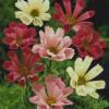 Cosmos bipinnatus 'Sea Shells Mix' / Seeds