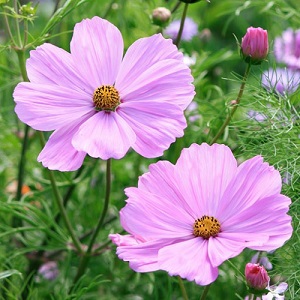 Cosmos bipinnatus ‘Sensation Pinkie’ / Seeds