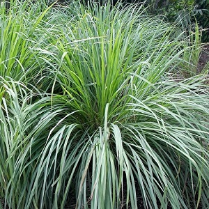 Cymbopogon citratus / West Indian Lemon Grass or Citronella Grass / Seeds