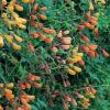 Eccremocarpus scaber 'Tresco Mix' / Chilean Glory Vine / Climber / Seeds