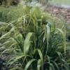Eragrostis elegans / Elegant Love Grass / Seeds