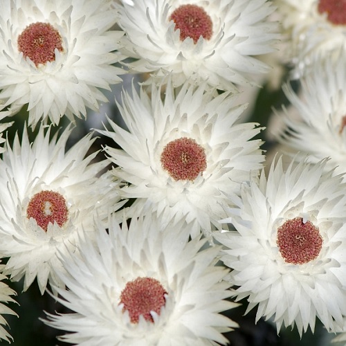 Everlastings - a natural dried flower