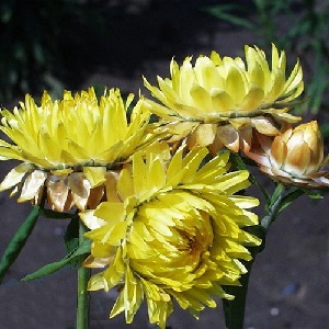Helichrysum or Xerochrysum bracteatum 'Lemon Yellow' / Everlastings / Seeds
