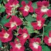 Morning Glory ‘Split Personality’ / Ipomoea purpurea / Seeds