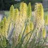 Kniphofia citrina / Yellow Red Hot Poker / Seeds