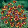 Linaria reticulata 'Spanish Dancer' / Netted Toadflax / Seeds