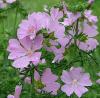 Malva moschata / Pink Musk Mallow / Seeds