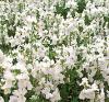 Nemesia strumosa ‘White Knight’ / Cape Jewels / Seeds