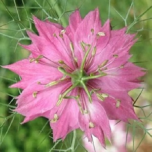 Nigella damascena ‘Miss Jekyll Rose’  / Love-in-a-Mist / Seeds