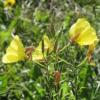 Oenothera biennis / Common Evening Primrose / Seeds