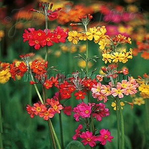 Primula Candelabra Mixed / Primula x bulleesiana / Seeds