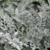 Senecio cineraria 'Silverdust' / Dusty Miller / Seeds