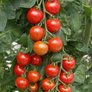 Tomato 'Ailsa Craig' / Tasty Heritage Cordon Tomato / Seeds