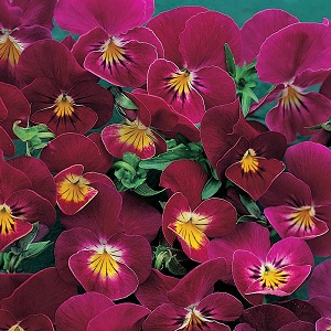 Viola hybrida 'Rose Shades' / Pansy / Seeds