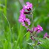 Silene dioica / Red Campion / British Wildflower / Seeds