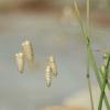 Briza maxima / Greater Quaking Grass / Seeds