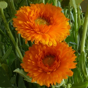 Calendula officinalis 'Ollioules Orange' / English Marigold / Seeds