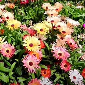 Dorotheanthus bellidiformis 'Gelato Mixed' / Livingstone Daisy / Seeds