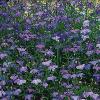 Lobelia erinus pendula 'Sapphire' / Trailing Lobelia / Seeds