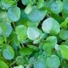 Watercress 'Large Leaf' / Nasturtium officinale / Seeds