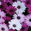 Osteospermum ecklonis ‘Mixed’ / Cape Daisy / Seeds