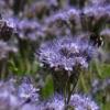 Phacelia tanacetifolia / Fiddleneck / Seeds