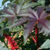 Ricinus communis 'Gibsonii' / Compact Castor Bean Plant / Seeds