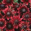 Rudbeckia hirta 'Cherry Brandy' / Half Hardy Annual / Seeds