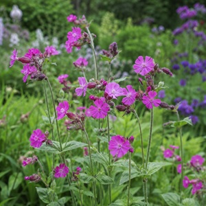 Silene dioica / Red Campion / British Wildflower / Seeds