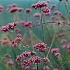 Verbena bonarienssis or Verbena 'Buenos Aires' / Seeds