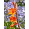 Watsonia pillansii / Beatrice Watsonia or Bugle Lily / Seeds